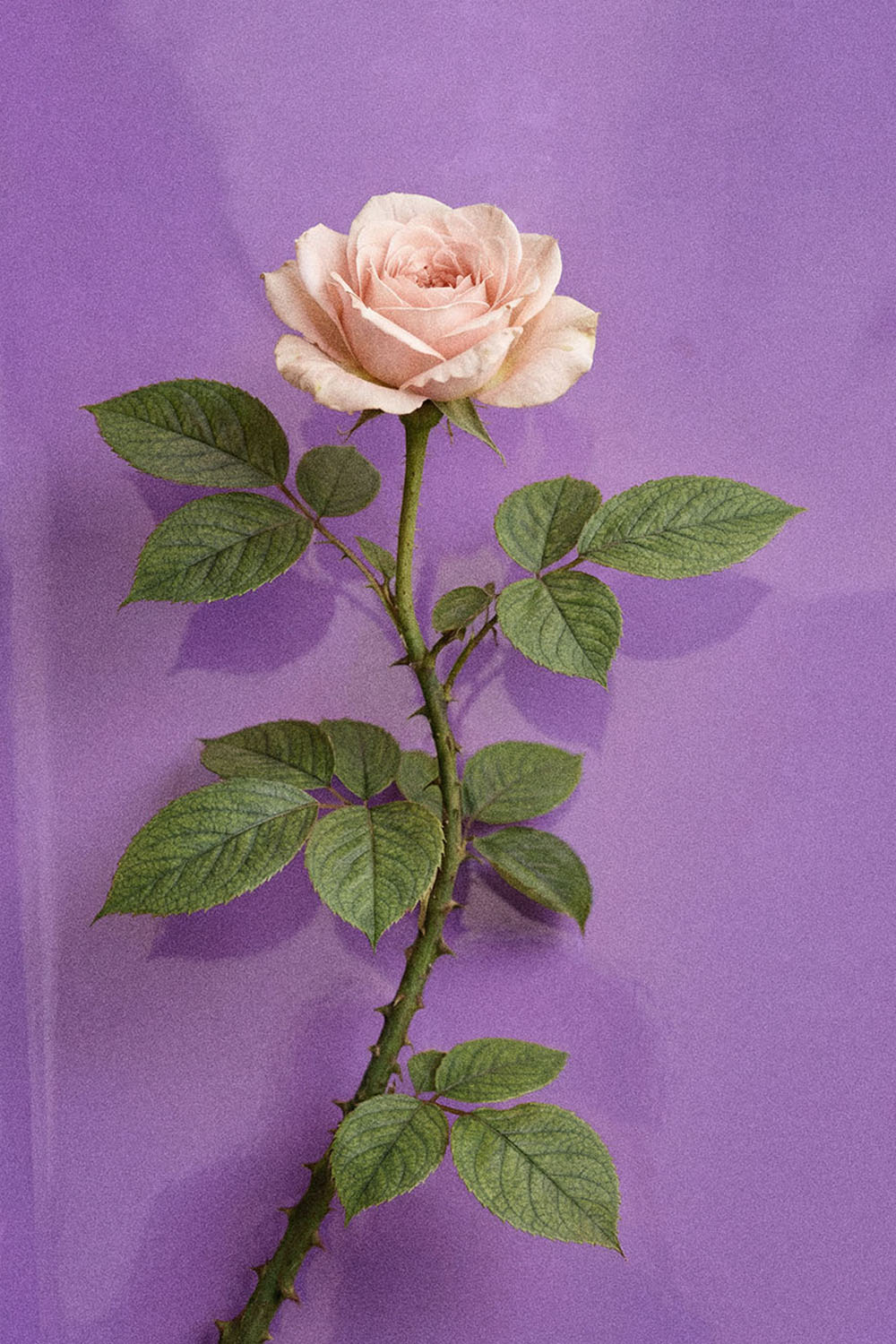 WE STOPPED IN THE COLONNADE, AND WENT ON IN THE SUNLIGHT