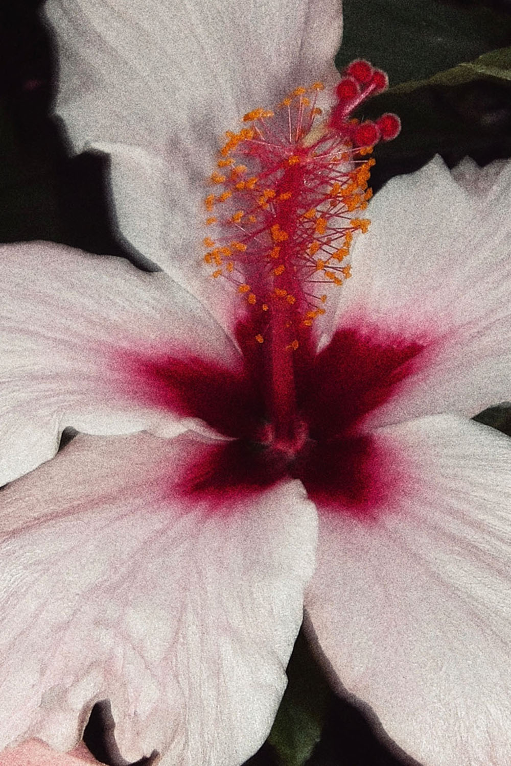 WE STOPPED IN THE COLONNADE, AND WENT ON IN THE SUNLIGHT